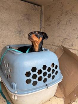 Terrier and Mixed Breed Dogs Available for Adoption in Honolulu, Hawaii - Pua | PetCurious