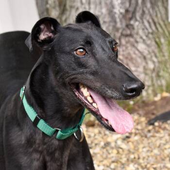 Cushie -  Greyhound Dog for Adoption in Ware, Massachusetts - Cushie | PetCurious