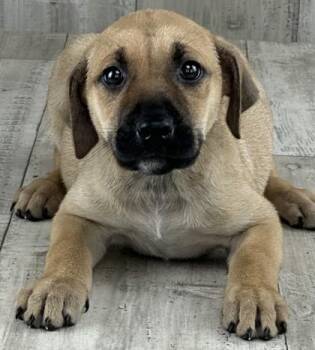 Black Mouth Cur and Labrador Retriever Dogs Available for Adoption - Bubbles | PetCurious