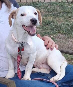 Sweet Shivers -  Dachshund Dog for Adoption in Cuyahoga Falls, Ohio - Sweet Shivers | PetCurious