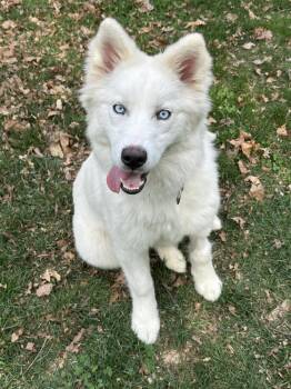 Samoyed and Husky Dogs Available for Adoption in Pottstown, Pennsylvania - Lunamia | PetCurious