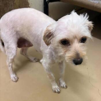 Charlene - Chino Hills Location -  Poodle and Terrier Dog for Adoption in Chino Hills, California - Charlene - Chino Hills Location | PetCurious