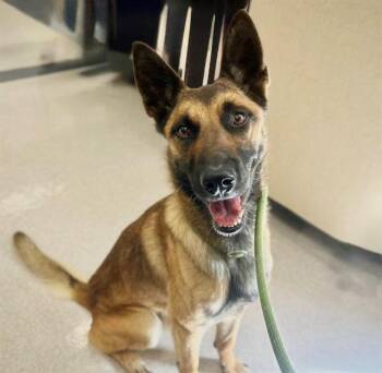 German Shepherd Dog and Belgian Shepherd Malinois Dogs Available for Adoption in Santa Rosa, California - BUCK | PetCurious