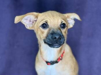 Mac -  Chihuahua and Pug Dog for Adoption in Portland, Oregon - Mac | PetCurious