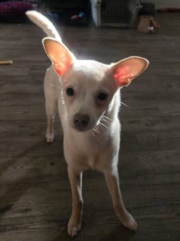 Rescue Chihuahua Dogs for Adoption in Hermiston, Oregon - Peanut | PetCurious