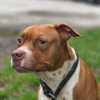 Mixed Breed Dogs Available for Adoption in Charleston, West Virginia - Rebecca | PetCurious
