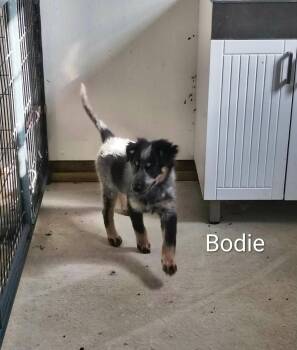 Bodie -  Beagle and Australian Cattle Dog Blue Heeler Dog for Adoption in Stover, Missouri - Bodie | PetCurious
