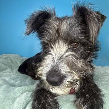 Schnauzer and Cardigan Welsh Corgi Dogs Available for Adoption in San Antonio, Texas - Tallulah | PetCurious