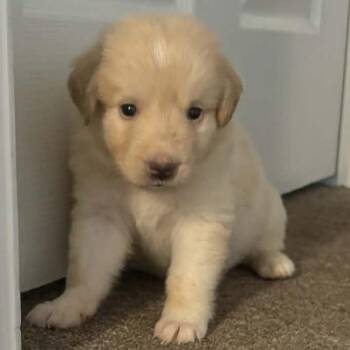 Great Pyrenees and Mixed Breed Dogs Available for Adoption in Buffalo, Minnesota - Goldie | PetCurious