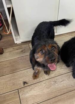 English Cocker Spaniel and Yorkshire Terrier Dogs Available for Adoption in Fort Lauderdale, Florida - Milo | PetCurious