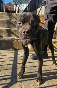 Mixed Breed Dogs Available for Adoption in West Chester, Pennsylvania - Derby | PetCurious