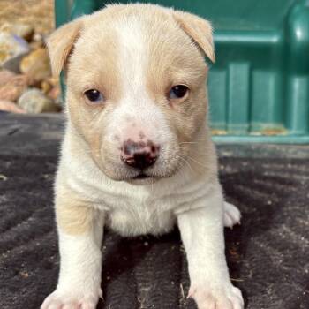 Husky and Mixed Breed Dogs Available for Adoption - 176 (2026) Nick | PetCurious