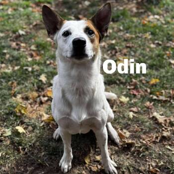 Odin 250912 -  Mixed Breed Dog Available for Adoption in Gladstone, Michigan - Odin 250912 | PetCurious