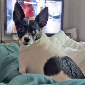 Teddy -  Chihuahua Dog for Adoption in Wichita, Kansas - Teddy | PetCurious