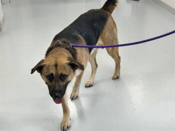 A385153 -  German Shepherd Dog and Golden Retriever Dog for Adoption in Ocala, Florida - A385153 | PetCurious