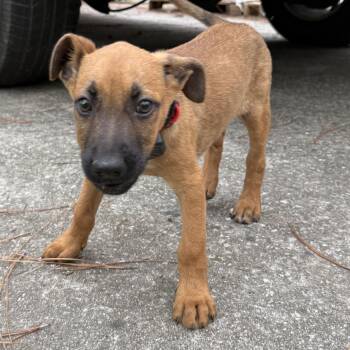Banjo -  German Shepherd Dog and Black Labrador Retriever Dog for Adoption in Folkston, Georgia - Banjo | PetCurious