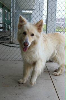 Ahri -  German Shepherd Dog and Labrador Retriever Dog for Adoption in Austin, Minnesota - Ahri | PetCurious