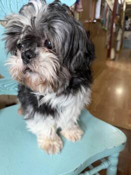 Shih Tzu Dogs Available for Adoption - Curly | PetCurious
