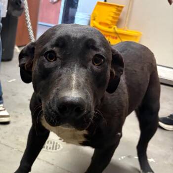 Pit Bull Terrier Dogs Available for Adoption in Yuma, Arizona - Miley | PetCurious