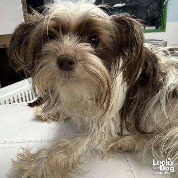 Princessa -  Shih Tzu Dog for Adoption in Washington, District Of Columbia - Princessa | PetCurious