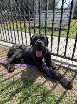 Cane Corso Dogs Available for Adoption in Riverside, California - KING | PetCurious