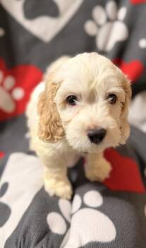 Foot Loose -  Cocker Spaniel and Mixed Breed Dog for Adoption in Burlington, Wisconsin - Foot Loose | PetCurious