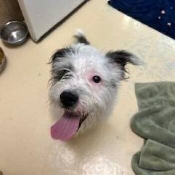 Mixed Breed Dogs Available for Adoption - Nipsy | PetCurious