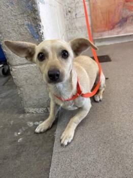 PEACHES N CREAM -  Chihuahua and Mixed Breed Dog for Adoption in San Bernardino, California - PEACHES N CREAM | PetCurious