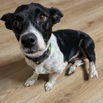 Mama Mia -  Terrier Dog for Adoption in Baldwin, Maryland - Mama Mia | PetCurious