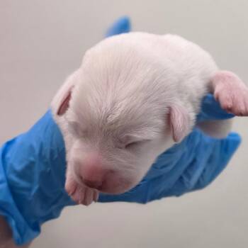 Mixed Breed Dogs Available for Adoption in Chapel Hill, North Carolina - Helena | PetCurious