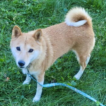Rescue Shiba Inu Dogs for Adoption in Cincinnati, Ohio - Ahna | PetCurious