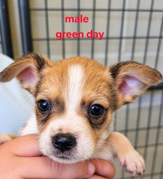 Green day -  Mixed Breed Dog for Adoption in Panama City, Florida - Green Day | PetCurious