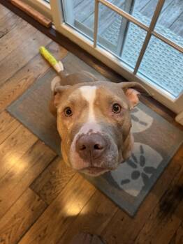 Mixed Breed Dogs Available for Adoption in Medford Lakes, New Jersey - Clementine  | PetCurious