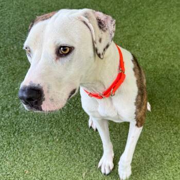 Freya -  American Staffordshire Terrier Dog for Adoption in Greensboro, North Carolina - Freya | PetCurious