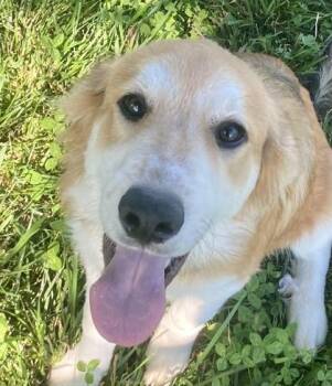 Karl -  Golden Retriever and Collie Dog for Adoption in Honeoye Falls, New York - Karl | PetCurious