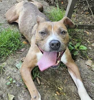 Rescue American Staffordshire Terrier and Mixed Breed Dogs for Adoption in Heathsville, Virginia - Selene | PetCurious