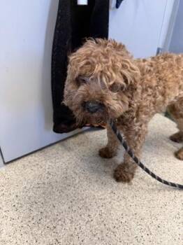 Mixed Breed Dogs Available for Adoption in Lafayette, Indiana - Theodore | PetCurious