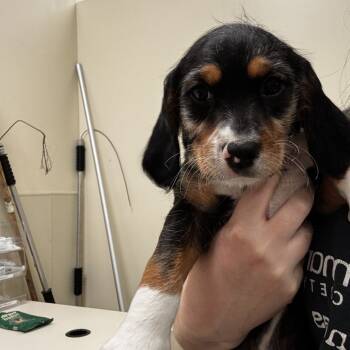 Rescue Mixed Breed Dogs for Adoption in Lynchburg, Virginia - Dug | PetCurious