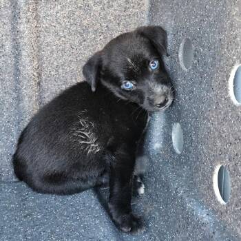 Deacon -  Mixed Breed Dog for Adoption in Lake Jackson, Texas - Deacon | PetCurious