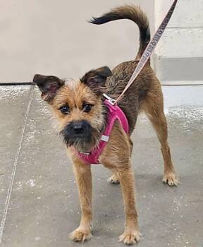 Birdie -  Terrier Dog for Adoption in Plover, Wisconsin - Birdie | PetCurious