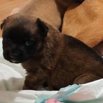 Teddy -  Mixed Breed Dog Available for Adoption in Milan, Illinois - Teddy | PetCurious
