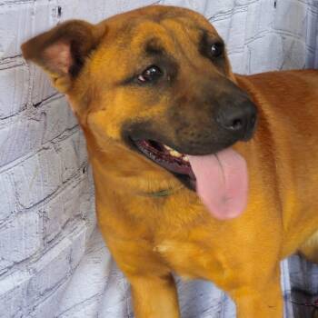 Carolina Dog Dogs Available for Adoption - Leon | PetCurious