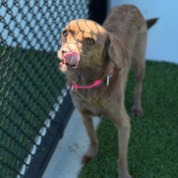 Chihuahua Dogs Available for Adoption - Brownie A2260456 | PetCurious