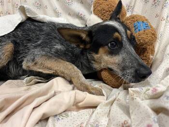 A614651 -  Australian Cattle Dog Blue Heeler Dog for Adoption in Modesto, California - A614651 | PetCurious