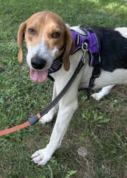Henry -  Foxhound and Hound Dog for Adoption in Louisa, Virginia - Henry | PetCurious