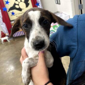 260613k101 - Harlet -  Mixed Breed Dog for Adoption in Enterprise, Alabama - 260613k101 - Harlet | PetCurious