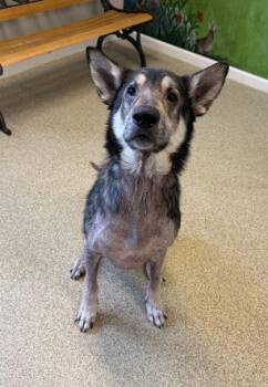 Buck -  German Shepherd Dog Dog for Adoption in Harbor Springs, Michigan - Buck | PetCurious