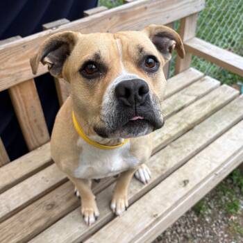 Rescue American Staffordshire Terrier and Mixed Breed Dogs for Adoption - Sweet Potato | PetCurious