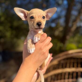 Milo -  Chihuahua Dog for Adoption in San Diego, California - Milo | PetCurious