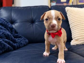 Tigger Winston Chica -  Pit Bull Terrier and American Staffordshire Terrier Dog for Adoption in Friendswood, Texas - Tigger Winston Chica | PetCurious